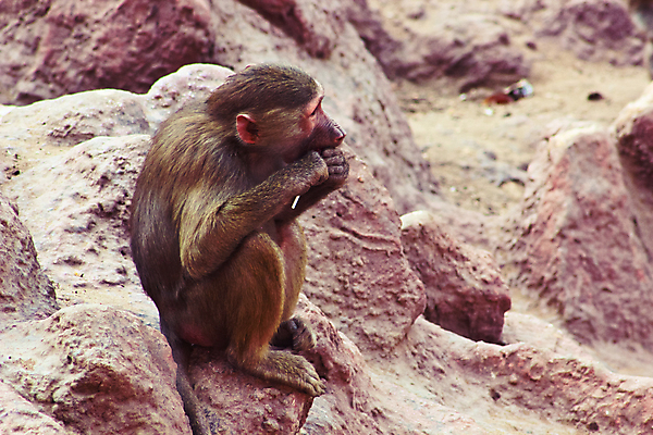 포토 JPG 해외이미지 동물 1 계절 공원 얼굴 여행 백그라운드 포유류 아프리카 자연 생물 털 동물원 이집트 종류 미술 동양인 풍경 사람없음 야외 초록색 갈색 환경 원숭이 표현 숲 모피 먹기 유인원 포트폴리오 해외202004 해외포토 공공시설 나라 컬러 모션 문화예술 인종 신체부위 생태계 파일형식 이미지허브