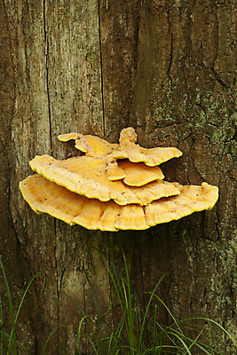 포토 JPG 해외이미지 나무 식물 음식 채소 사람없음 노란색 버섯 성장 큼 나무껍질 기생충 곰팡이 식용 해외202004 해외포토 컬러 껍질 바이러스 크기 파일형식 이미지허브