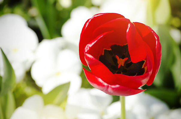 포토 JPG 해외이미지 식물 계절 꽃 백그라운드 꽃무늬 자연 사람없음 장식 여름 컬러풀 정원 맑음 보라색 봄 튤립 벚꽃 개화 원예 내추럴 해외202004 해외포토 컬러 무늬 날씨 취미 생태계 파일형식 이미지허브