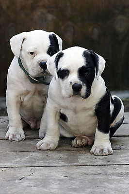 포토 JPG 해외이미지 감정 함께함 사람없음 친구 강아지 불독 해외202004 해외포토 컨셉 관계 반려동물 개 파일형식 이미지허브