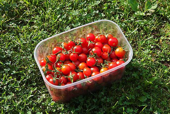 포토 JPG 해외이미지 식물 전통 음식 농업 다이어트 토마토 채소 과일 자연 요리 잔디 사람없음 빨간색 초록색 농장 주방 정원 식사 수확 신선 상품 컨테이너 먹기 오브젝트 생태계 반죽 내추럴 해외202004 해외포토 산업 컬러 모션 건강 파일형식 이미지허브