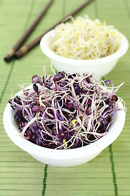 포토 JPG 해외이미지 채소 동양인 사람없음 빨간색 새싹 샐러드 흰색 성분 묘목 썩음 채식주의자 해외202004 해외포토 나무 식물 음식 컬러 인종 채식 파일형식 이미지허브