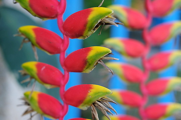 포토 JPG 해외이미지 식물 계절 공원 꽃잎 꽃 아시아 백그라운드 잎 꽃무늬 오렌지 태국 자연 동양인 사람없음 장식 빨간색 초록색 정원 봄 활발 벚꽃 닫기 묘사 싱글 원예 하와이 남쪽 내추럴 강렬 고립 이국적 파라다이스 해외202004 해외포토 공공시설 나라 컬러 컨셉 무늬 과일 모션 인종 취미 미국 방향 생태계 파일형식 이미지허브