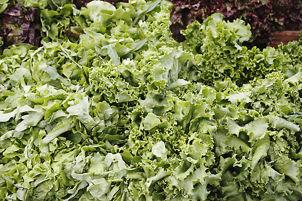 포토 JPG 해외이미지 음식 잎 다이어트 채소 건강 서기 사람없음 빨간색 초록색 쌓기 상점 신선 시장 맛 상추 날것 내추럴 채식주의자 많음 해외202004 해외포토 식물 컬러 컨셉 모션 채식 파일형식 이미지허브