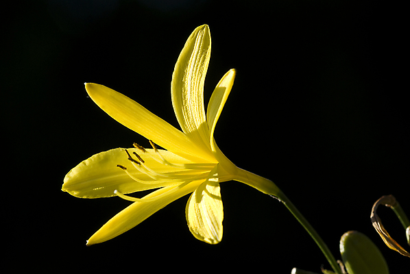 포토 JPG 해외이미지 식물 꽃잎 꽃 야생동물 줄기 자연 산 사람없음 환경 이탈리아 생태학 평야 해외202004 해외포토 동물 교육 유럽 생태계 파일형식 이미지허브