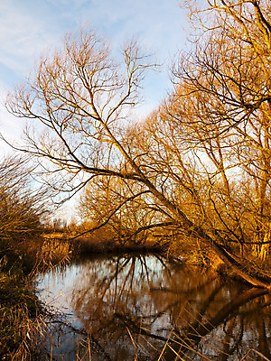포토 JPG 해외이미지 나무 식물 계절 공원 호수 여행 백그라운드 잎 오렌지 자연 풍경 사람없음 야외 목재 빨간색 초록색 물 파란색 빛 강 컬러풀 햇빛 반사 노란색 평화 환경 침묵 고요 가을 나뭇가지 시골 개울 황금 숲 11월 버드나무 장면 10월 내추럴 해외202004 해외포토 자연요소 공공시설 컬러 컨셉 과일 재료 태양 소리 날짜 생태계 파일형식 이미지허브