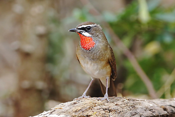 포토 JPG 해외이미지 나무 동물 여자 남자 아시아 얼굴 야생동물 백그라운드 날개 자연 조류 사람없음 야외 목재 가로 초록색 컬러풀 머리 환경 나뭇가지 막대기 닫기 숲 깃털 꼬리 부리 서식지 생태학 시베리아 이국적 해외202004 해외포토 식물 교육 나라 컬러 재료 모션 사람 신체부위 생태계 파일형식 이미지허브