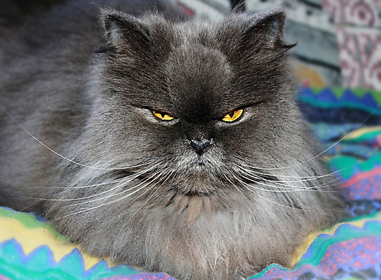 포토 JPG 해외이미지 동물 척추동물 1 응시 얼굴 백그라운드 포유류 자연 생물 털 실내 사람 앉기 사람없음 반려동물 갈색 노란색 우주 검은색 고양이 금지 흰색 작음 모피 자르기 가득함 정사각형 슛 솜털 고립 기르기 테마 해외202004 해외포토 도형 시선 컬러 모션 내부 신체부위 크기 생태계 돌봄 파일형식 이미지허브