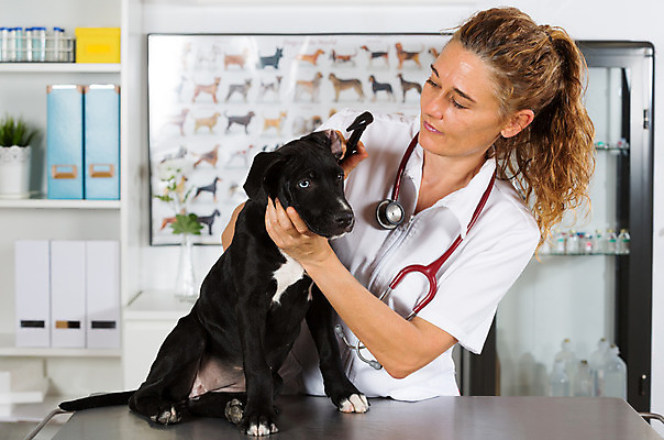 포토 JPG 해외이미지 동물 백인 직업 여자 새끼 유니폼 청진기 노동자 병원 한명 사람 성인 반려동물 약 듣기 고통 간호사 의사 잡기 개 강아지 무서움 테리어 문서 사냥개 귀 수의사 송곳니 돌봄 해외202004 해외포토 서양인 1 옷 감정 포유류 의학 의료기기 모션 신체부위 의료진 치아 파일형식 이미지허브