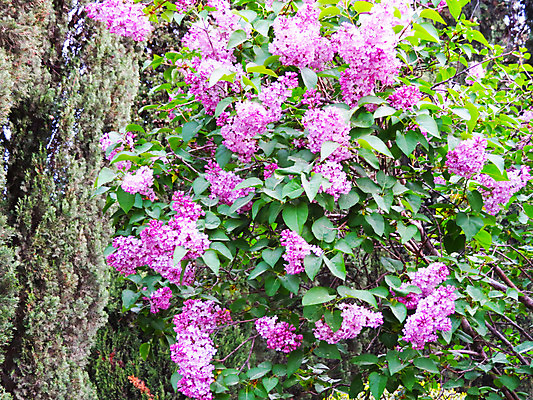 포토 JPG 해외이미지 나무 식물 디자인 계절 꽃잎 꽃 분홍색 백그라운드 잎 꽃무늬 자연 하늘 건강 사람없음 야외 컬러풀 정원 맑음 봄 성장 벚꽃 흰색 나뭇가지 신선 개화 체리 닫기 과수원 4월 원예 보케 내추럴 해외202004 해외포토 컬러 무늬 농업 과일 모션 날씨 취미 날짜 생태계 파일형식 이미지허브