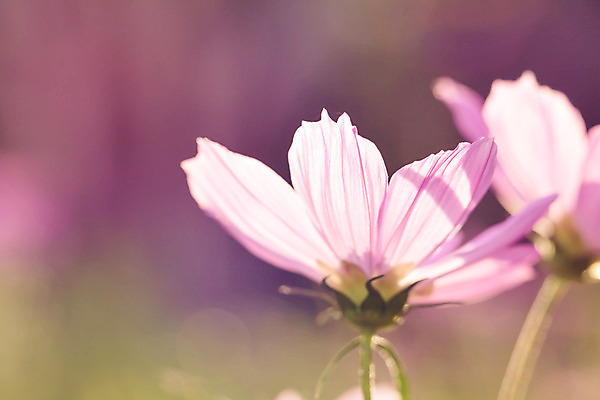 포토 JPG 해외이미지 식물 꽃 분홍색 백그라운드 꽃무늬 자연 사람없음 야외 가로 여름 빛 햇빛 일출 환경 맑음 수확 벚꽃 신선 닫기 소프트포커스 코스모스 내추럴 블러 해외202004 해외포토 계절 컬러 무늬 농업 모션 날씨 촬영기법 태양 노을 생태계 파일형식 이미지허브