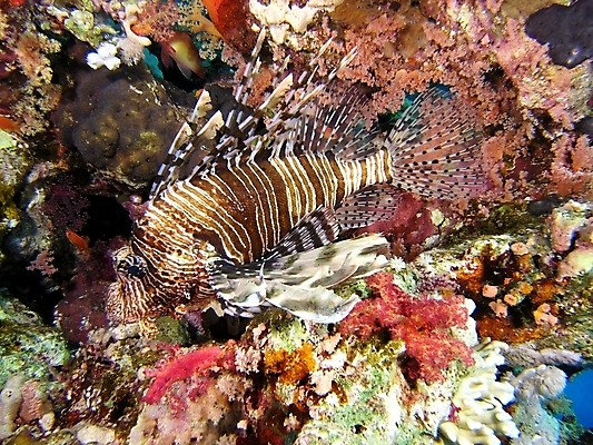 포토 JPG 해외이미지 식물 동물 야생동물 잎 자연 표면 어류 사람없음 물 반사 수중 투명 스노클링 산호 잠수부 다이빙 암초 동물상 해외202004 해외포토 자연요소 조형물 수영 수중동물 수상스포츠 자포동물 전문직 생태계 수중스포츠 파일형식 이미지허브