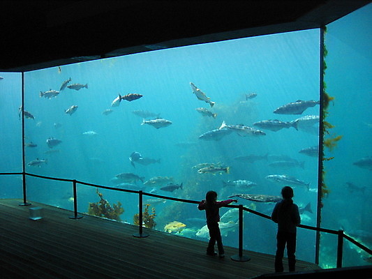 포토 JPG 해외이미지 여자 남자 실루엣 어린이 실내 어류 소년 두명 파란색 울타리 수중 가리킴 수족관 아쿠아리움 어린이만 해외202004 해외포토 컬러 촬영기법 사람 손짓 내부 담장 수중동물 파일형식 이미지허브