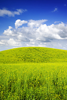 포토 JPG 해외이미지 구름 꽃 유럽 백그라운드 밭 자연 하늘 풍경 사람없음 초록색 여름 파란색 햇빛 농장 노란색 평화 활발 시골 언덕 폴란드 내추럴 밭일 해외202004 해외포토 자연요소 식물 계절 나라 컬러 컨셉 농업 태양 생태계 파일형식 이미지허브