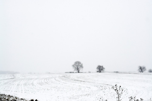 포토 JPG 해외이미지 나무 계절 공원 크리스마스 겨울 밭 자연 하늘 날씨 풍경 사람없음 야외 목재 농장 평화 냉동 얼음 침묵 고요 추위 안개 흰색 시골 고독 12월 땅 서리 심플 1월 2월 벌거벗은 폭설 혼자 눈내림 수평선 미니멀 해외202004 해외포토 자연요소 식물 공공시설 기념일 감정 컬러 컨셉 농업 재료 눈_날씨 소리 날짜 자연재해 생태계 파일형식 이미지허브