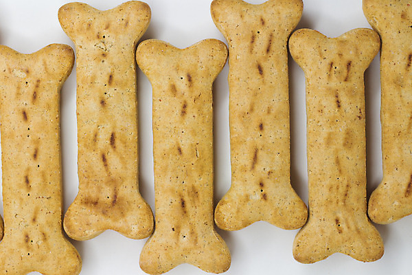 포토 JPG 해외이미지 음식 뼈 사람없음 대접 사발 개 먹이 수유 해외202004 해외포토 포유류 사기그릇 파일형식 이미지허브