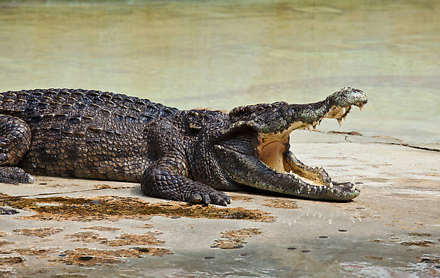 포토 JPG 해외이미지 동물 아시아 야생동물 파충류 태국 자연 동물원 저울 사람없음 물 강 농장 머리 힘 연못 오픈 입 치아 위험 큼 먹이 피부 육식동물 악어 사냥꾼 주둥이 토막 내추럴 힘찬 해외202004 해외포토 자연요소 직업 나라 컨셉 농업 신체부위 소화기관 크기 생태계 파일형식 이미지허브