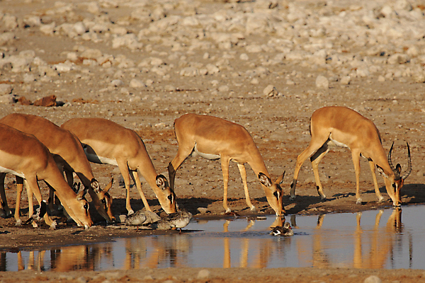 포토 JPG 해외이미지 동물 야생동물 포유류 아프리카 자연 털 뿔 서기 사람없음 물 반사 갈색 회색 마시기 그룹 군중 사파리 영양 나미비아 스텝 해외202004 해외포토 자연요소 나라 컬러 모션 사람 생태계 남아프리카 파일형식 이미지허브