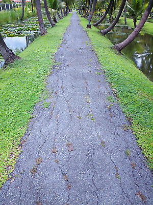 포토 JPG 해외이미지 나무 식물 공원 도로 길 자연 풍경 잔디 사람없음 야외 물 정원 산책 시골 보행로 오솔길 방향 코코넛 내추럴 땅바닥 루트 방법 양발 해외202004 해외포토 자연요소 공공시설 과일 교통시설 휴식 바닥 생태계 파일형식 이미지허브