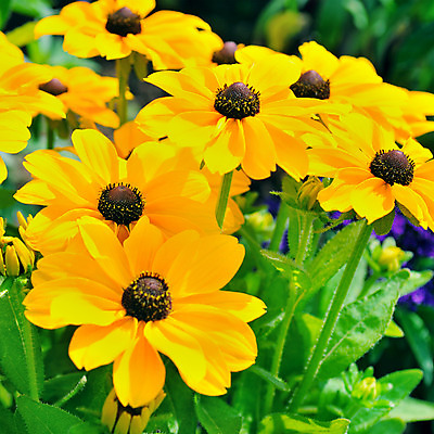 포토 JPG 해외이미지 식물 계절 공원 꽃잎 꽃 꽃다발 백그라운드 잎 꽃무늬 자연 사람없음 야외 장식 초록색 여름 컬러풀 노란색 정원 봄 활발 벚꽃 침대 신선 바퀴 그룹 원예 생물학 데이지 화단 내추럴 캐모마일 해외202004 해외포토 공공시설 교육 컬러 가구 컨셉 무늬 취미 허브 생태계 파일형식 이미지허브