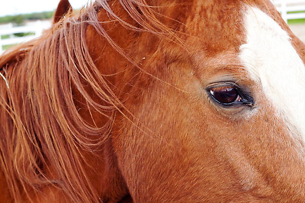 포토 JPG 해외이미지 주간 동물 밭 포유류 사람없음 야외 가로 빨간색 반려동물 컬러풀 농장 갈색 가축 목장 흰색 갈기 해외202004 해외포토 자연요소 컬러 농업 파일형식 이미지허브