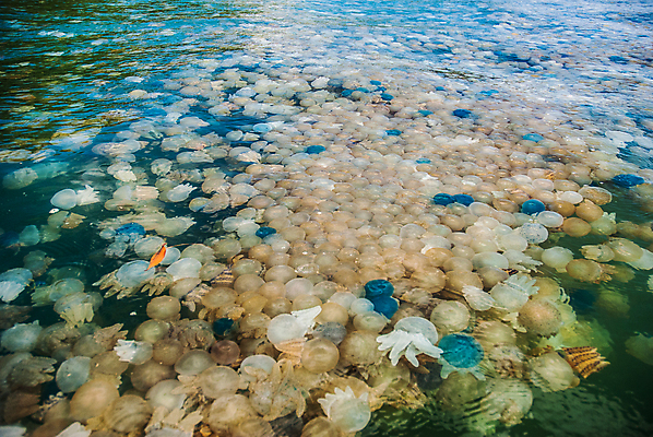 포토 JPG 해외이미지 꽃 호수 바다 섬 종류 어류 사람없음 초록색 물 컬러풀 수중 구멍 해조류 변화 황금 산호 보호 수집 싱크대 생태계 생물학 태평양 암초 젤리 서식지 해파리 생태학 석회암 소금물 인구 해외202004 해외포토 자연요소 식물 교육 컬러 컨셉 디저트 수중동물 암석 해양식물 자포동물 개수대 파일형식 이미지허브