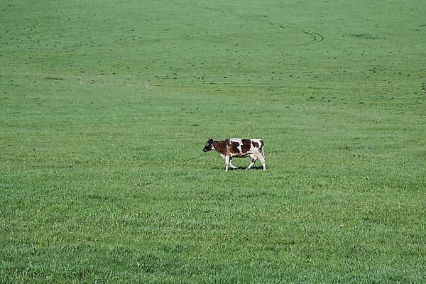 포토 JPG 해외이미지 동물 1 밭 농업 포유류 자연 풍경 사람없음 야외 초록색 여름 농장 갈색 걷기 시골 소 고독 민들레 방목 장면 젖 해외202004 해외포토 계절 꽃 감정 산업 컬러 모션 축산업 생태계 파일형식 이미지허브