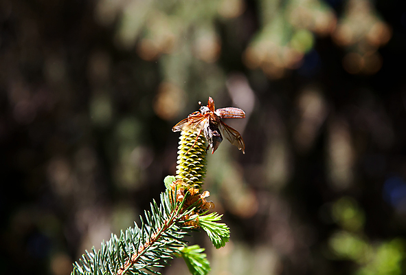 포토 JPG 해외이미지 식물 동물 계절 야생동물 곤충 잎 날개 자연 생물 사람없음 초록색 여름 갈색 봄 소나무 해충 벌레 6월 딱정벌레 싱글 생물학 전나무 원뿔 가문비나무 해외202004 해외포토 도형 나무 교육 컬러 날짜 생태계 파일형식 이미지허브