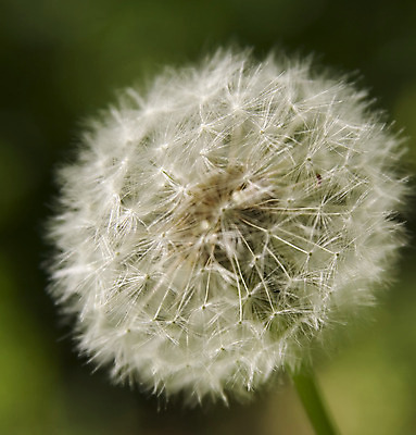 포토 JPG 해외이미지 식물 공원 꽃 백그라운드 꽃무늬 자연 추상 사람없음 야외 초록색 벚꽃 개화 민들레 6월 5월 묘사 오브젝트 질감 솜털 숙성 해외202004 해외포토 공공시설 컬러 무늬 날짜 생태계 파일형식 이미지허브
