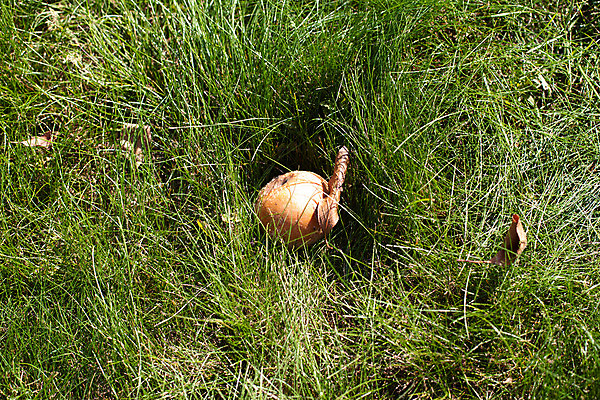 포토 JPG 해외이미지 식물 1 과일 자연 사람없음 야외 가로 초록색 갈색 사과 작음 싱글 떠남 해외202004 해외포토 컬러 모션 크기 생태계 파일형식 이미지허브