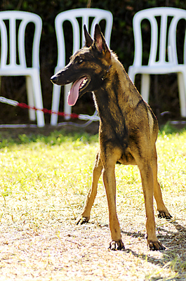포토 JPG 해외이미지 동물 응시 공원 행복 장난 포유류 털 건강 가면 서기 경비 앉기 잔디 사람없음 야외 반려동물 믿음 정원 검은색 가축 힘 우정 활발 코트 표현 자신감 양치기 경찰 개 선탠 큼 군용 보안 근육질 보호자 송곳니 경보 기르기 동반자 복종 신앙심 아기사슴 유래 지능 총구 충실 힘찬 해외202004 해외포토 식물 직업 시선 공공시설 감정 새끼 컬러 컨셉 모션 근육 사슴 군대 안전 친구 외투 치아 보호 크기 몸매 돌봄 파일형식 이미지허브