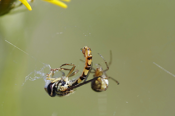 포토 JPG 해외이미지 꽃 곤충 사람없음 웹 말벌 먹이 거미줄 묘사 사냥 거미 해외202004 해외포토 식물 동물 인터넷 벌_곤충 파일형식 이미지허브