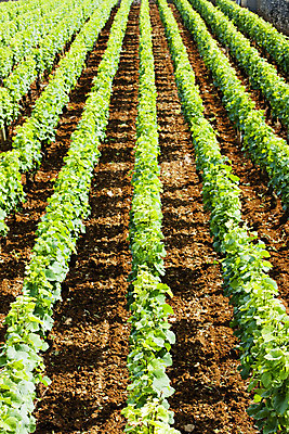 포토 JPG 해외이미지 식물 외관 유럽 농업 사람없음 야외 초록색 와인 프랑스 성장 시골 배열 포도밭 포도나무 기르기 밭일 서유럽 줄서기 해외202004 해외포토 나라 산업 컬러 밭 모션 주류 과일나무 돌봄 파일형식 이미지허브