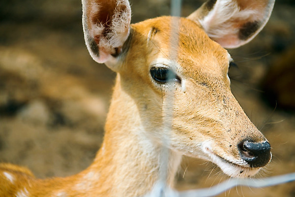 포토 JPG 해외이미지 동물 응시 공원 여자 얼굴 야생동물 밭 포유류 자연 사슴 털 서기 사람없음 야외 초록색 갈색 머리 흰색 숲 내추럴 해외202004 해외포토 시선 공공시설 컬러 농업 모션 사람 신체부위 생태계 파일형식 이미지허브