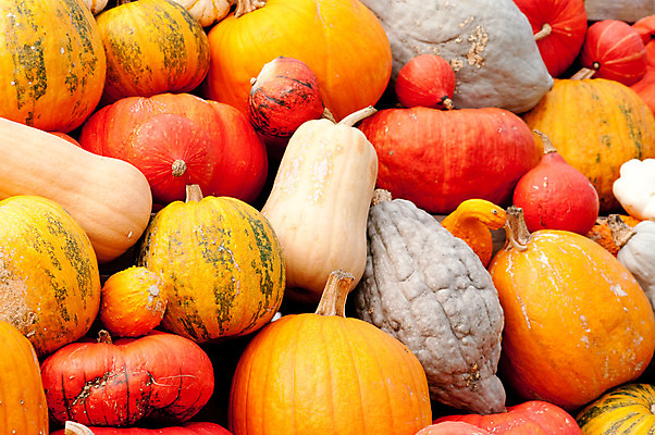 포토 JPG 해외이미지 식물 계절 음식 백그라운드 단풍 패턴 농업 채소 오렌지 부분 자연 벽지 호박 휴가 사람없음 장식 빨간색 초록색 농장 노란색 정원 축제 할로윈 수확 가을 작음 큼 11월 질감 박 추수감사절 흙더미 10월 내추럴 숙성 식용 많음 해외202004 해외포토 산업 기독교 컬러 컨셉 잎 무늬 과일 흙 날짜 크기 생태계 파일형식 더미 이미지허브