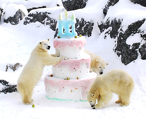 포토 JPG 해외이미지 동물 행복 바다 분홍색 포즈 겨울 곰 포유류 발 놀이 털 동물원 어류 사람없음 파란색 노란색 케이크 얼음 기쁨 추위 생일 사과 북극 먹기 육식동물 북쪽 발톱 총구 해외202004 해외포토 자연요소 계절 기념일 감정 컬러 과일 모션 디저트 신체부위 수중동물 극지방 방향 파일형식 이미지허브