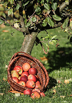포토 JPG 해외이미지 나무 계절 단풍 잎 과일 자연 건강 사람없음 빨간색 초록색 컬러풀 태양 갈색 바구니 정원 맑음 수확 가을 선택 달콤 사과 과수원 수집 10월 숙성 해외202004 해외포토 자연요소 식물 컬러 컨셉 농업 날씨 날짜 맛 생태계 파일형식 이미지허브