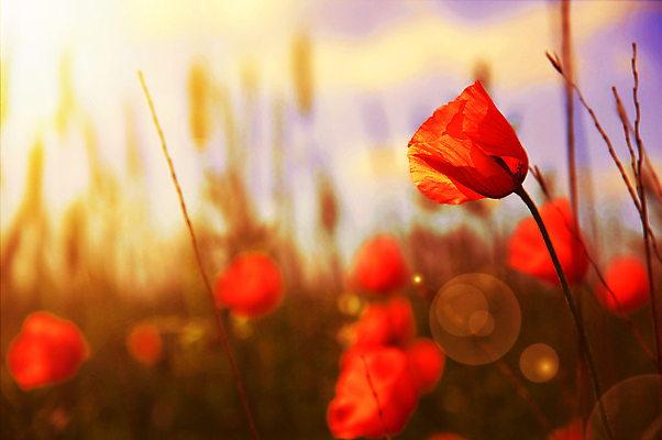 포토 JPG 해외이미지 식물 구름 계절 꽃잎 꽃 분홍색 백그라운드 꽃무늬 밭 오렌지 자연 하늘 풍경 사람없음 야외 빨간색 초록색 여름 파란색 빛 컬러풀 태양 농장 노란색 머리 정원 보라색 일몰 봄 활발 튤립 성장 벚꽃 가을 시골 신선 그룹 저녁 내추럴 해외202004 해외포토 자연요소 컬러 컨셉 무늬 농업 과일 신체부위 노을 야간 생태계 파일형식 이미지허브