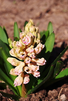 포토 JPG 해외이미지 식물 꽃잎 꽃 줄기 분홍색 꽃다발 잎 꽃무늬 패턴 사람없음 장식 초록색 여름 머리 정원 보라색 봄 성장 벚꽃 흰색 다발 원예 분재 해외202004 해외포토 나무 계절 컬러 무늬 취미 신체부위 파일형식 이미지허브