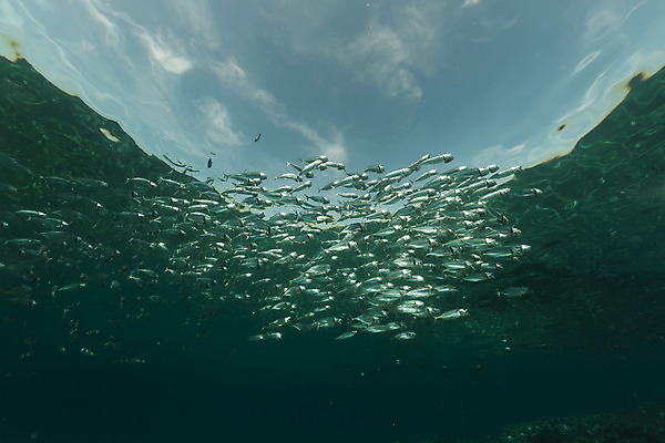 포토 JPG 해외이미지 식물 동물 모래 바다 백그라운드 자연 표면 어류 풍경 사람없음 물 파란색 컬러풀 햇빛 태양 바닷속 수중 광선 산호 아래 다이빙 장면 암초 고등어 깊이 소금물 이국적 침몰 파라다이스 해외202004 해외포토 자연요소 컬러 수영 수중동물 자포동물 방향 생태계 위치 수중스포츠 파일형식 이미지허브