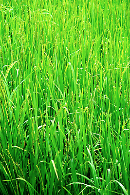 포토 JPG 해외이미지 식물 전통 아시아 문화 음식 백그라운드 패턴 농업 자연 밥 씨앗 동양인 풍경 사람없음 초록색 농작물 햇빛 농장 농경지 노란색 환경 젖음 수확 성장 시골 낟알 땅 시리얼 먹기 유기농 질감 장면 산악지대 광합성 논밭 생태학 채식주의자 해외202004 해외포토 웰빙 교육 나라 산업 컬러 무늬 밭 모션 산 논 인종 태양 생태계 채식 파일형식 이미지허브