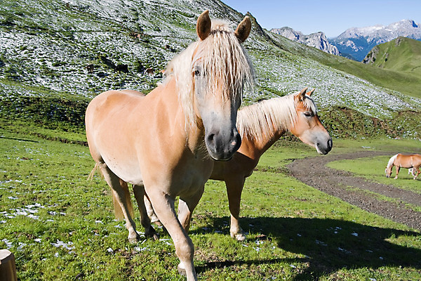 포토 JPG 해외이미지 동물 커플 음식 2 자연 산 사람없음 야외 초록색 파란색 반려동물 갈색 머리 봄 흰색 시골 승마 혀 코 귀 갈기 조랑말 내추럴 기르기 충실 해외202004 해외포토 계절 스포츠 컬러 관계 신체부위 말_동물 입 생태계 돌봄 파일형식 이미지허브