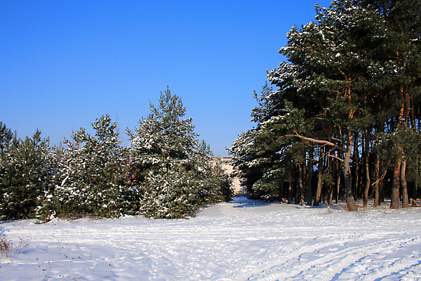 포토 JPG 해외이미지 나무 겨울 자국 자연 풍경 사람없음 야외 세로 햇빛 얼음 침묵 추위 나뭇가지 소나무 숲 12월 바퀴자국 광택 폴란드 1월 흙길 눈내림 해외202004 해외포토 자연요소 식물 계절 유럽 길 눈_날씨 태양 소리 흙 날짜 생태계 파일형식 이미지허브
