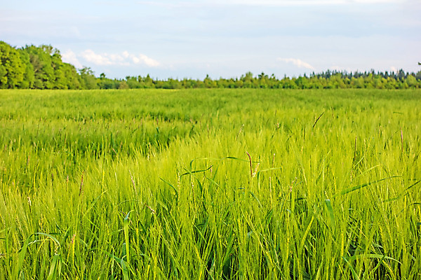 포토 JPG 해외이미지 식물 구름 계절 음식 줄기 백그라운드 밭 농업 자연 하늘 날씨 옥수수 씨앗 풍경 사람없음 야외 초록색 여름 파란색 농작물 햇빛 태양 농장 우주 환경 맑음 봄 수확 성장 시골 낟알 땅 시리얼 밀 유기농 조경 보리 장면 내추럴 호밀 세련 해외202004 해외포토 자연요소 웰빙 산업 컬러 곡류 생태계 파일형식 이미지허브