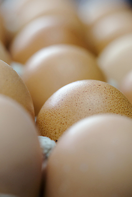 포토 JPG 해외이미지 모양 동물 라이프스타일 음식 파충류 자연 휴가 부활절 요리 풍경 사람없음 상자 갈색 회색 튀김 껍질 보호 위험 작음 먹이 시원함 컨테이너 굽기 먹기 순수 오브젝트 에코 질감 날것 성분 내추럴 생태학 해외202004 해외포토 교육 기념일 산업 컬러 컨셉 모션 생활 환경 크기 구이 생태계 파일형식 이미지허브