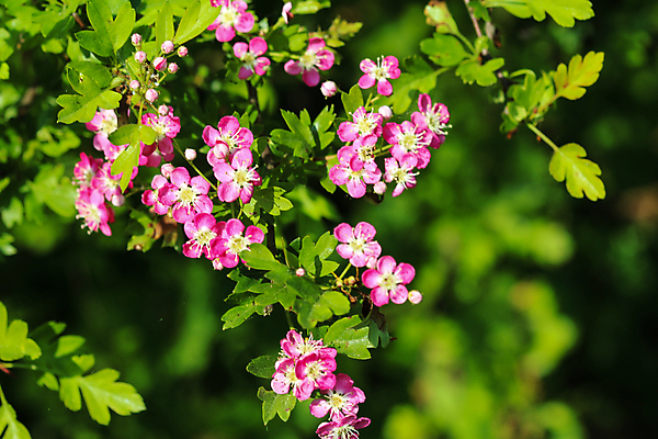 포토 JPG 해외이미지 나무 식물 계절 꽃 분홍색 백그라운드 잎 꽃무늬 과일 자연 사람없음 장식 가로 빨간색 초록색 파란색 봄 벚꽃 흰색 나뭇가지 신선 개화 약초 관목 흰배경 내추럴 삼림지대 해외202004 해외포토 컬러 무늬 풀_식물 숲 생태계 파일형식 이미지허브
