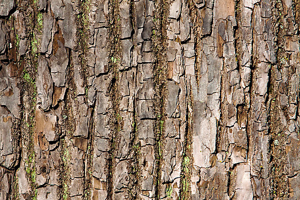 포토 JPG 해외이미지 나무 식물 공원 음식 백그라운드 패턴 자연 벽지 추상 이끼 사람없음 야외 목재 가로 햇빛 갈색 노란색 환경 정원 검은색 수확 거친 숲 오브젝트 에코 유기농 질감 먼지 나무껍질 내추럴 옛날 해외202004 해외포토 웰빙 공공시설 컬러 무늬 농업 재료 태양 껍질 생태계 파일형식 이미지허브