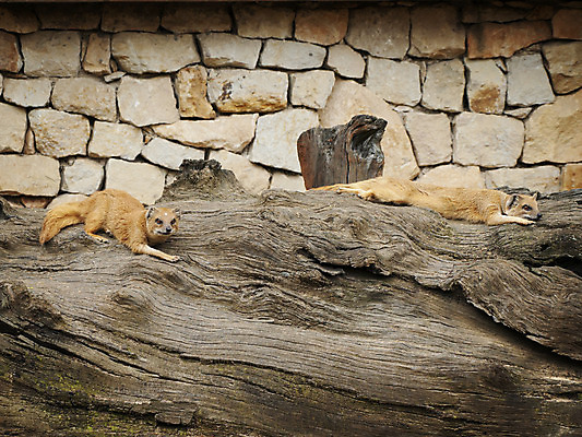 포토 JPG 해외이미지 동물 야생동물 2 포유류 자연 동물원 사람없음 야외 목재 황무지 사파리 해외202004 해외포토 나무 재료 생태계 파일형식 이미지허브