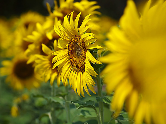 포토 JPG 해외이미지 식물 계절 꽃잎 꽃 행복 백그라운드 꽃무늬 농업 자연 추상 해바라기 씨앗 사람없음 야외 컬러풀 농장 노란색 환경 정원 맑음 봄 성장 벚꽃 시골 개화 닫기 묘사 싱글 유기농 원예 꽃가루 내추럴 꽃수술 밭일 블러 해외202004 해외포토 웰빙 감정 산업 컬러 무늬 모션 날씨 취미 가루 생태계 파일형식 이미지허브