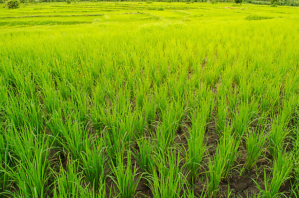 포토 JPG 해외이미지 식물 음식 여행 잎 밭 농업 곡선 자연 밥 산 동양인 풍경 사람없음 초록색 농장 환경 계곡 흙 성장 상품 땅 원예 경영 땅바닥 미얀마 생태학 해외202004 해외포토 교육 산업 아시아 선 컬러 비즈니스 바닥 인종 취미 생태계 파일형식 이미지허브